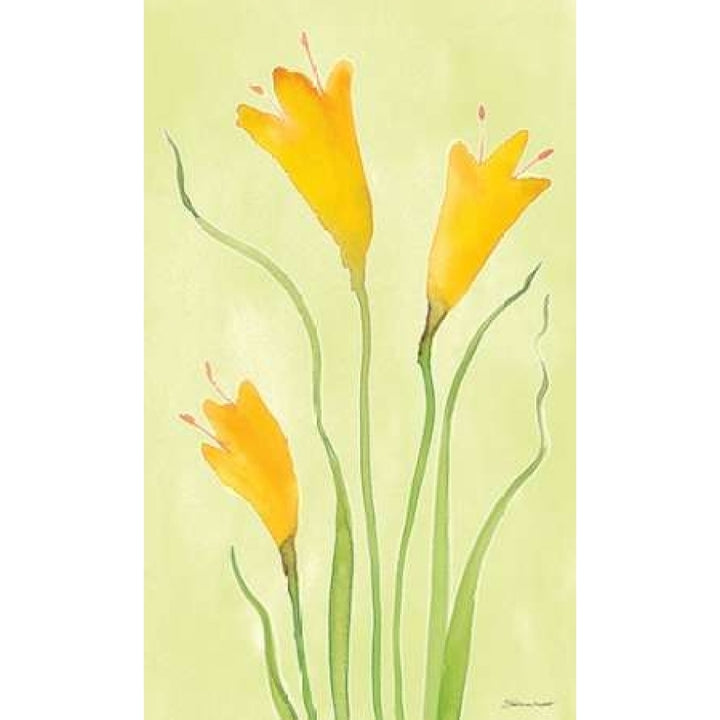 Buttercups Poster Print by Stephanie Marrott-VARPDXSM15614 Image 1