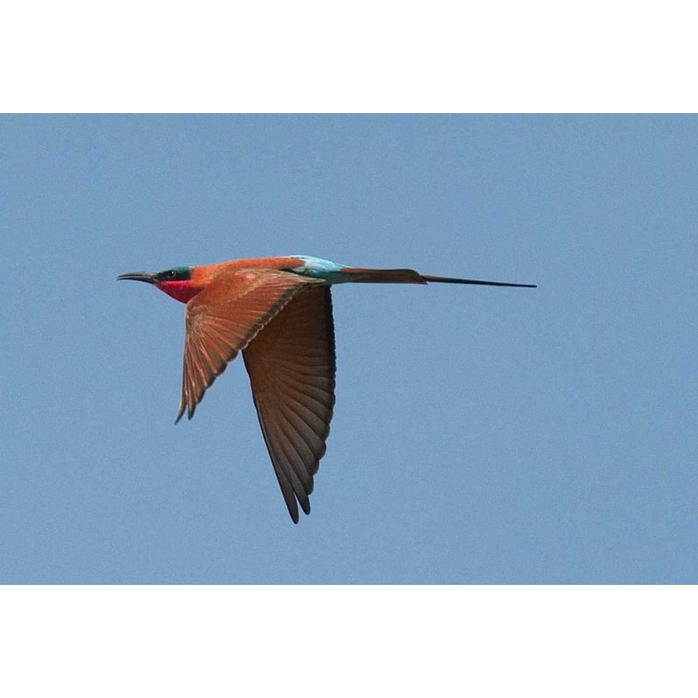 Carmine Bee Eater Poster Print by Scott Bennion-VARPDXSN111961DG Image 1