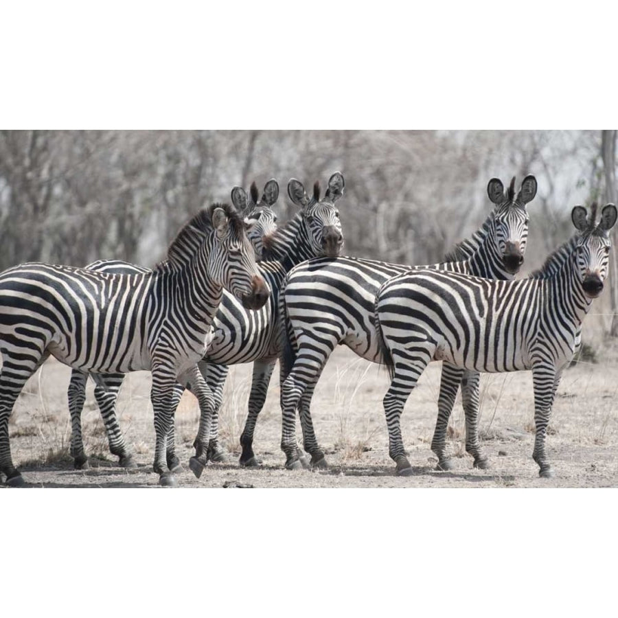 Curious Zebras by Scott Bennion-VARPDXSN111967DG Image 1