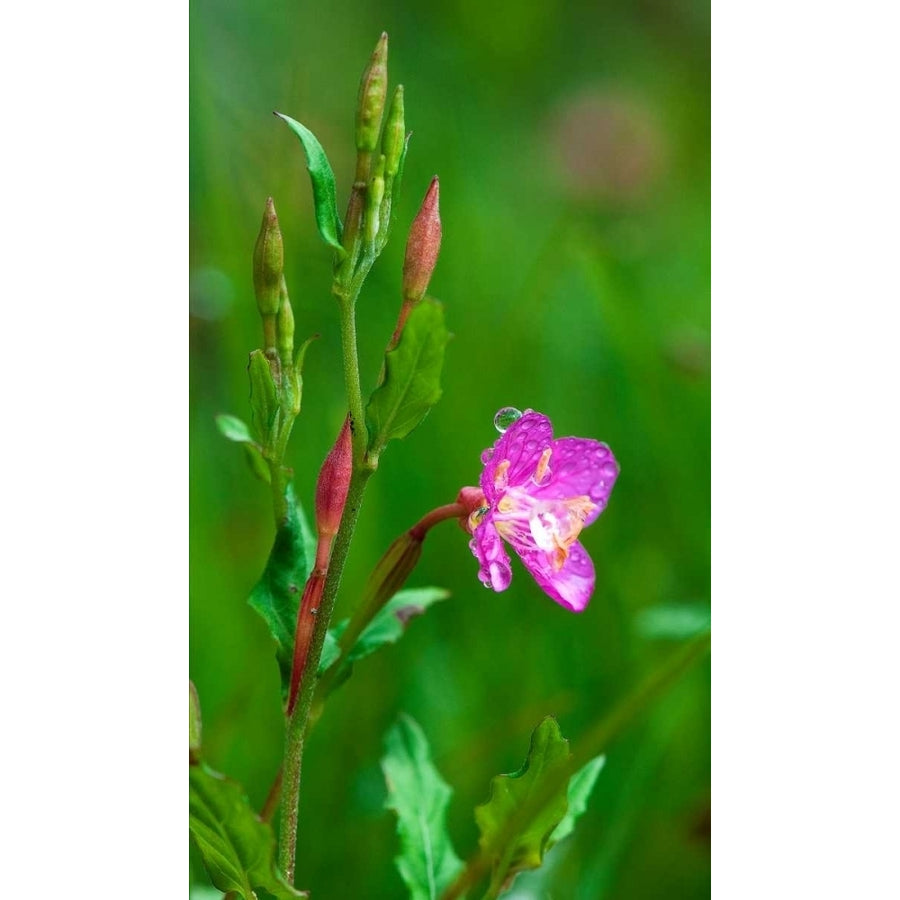 Spring Flower Poster Print by Scott Bennion-VARPDXSN112005DG Image 1