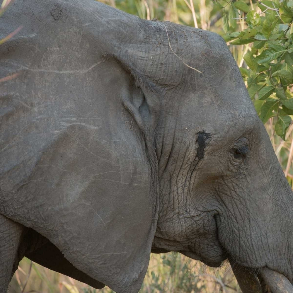 female elephant - Zabia Poster Print by Scott Bennion-VARPDXSN111973DG Image 1