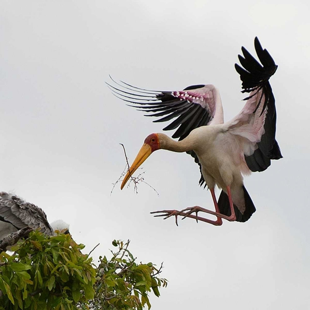 Yellow Billed Stork Nest Building Poster Print by Scott Bennion-VARPDXSN112025DG Image 1