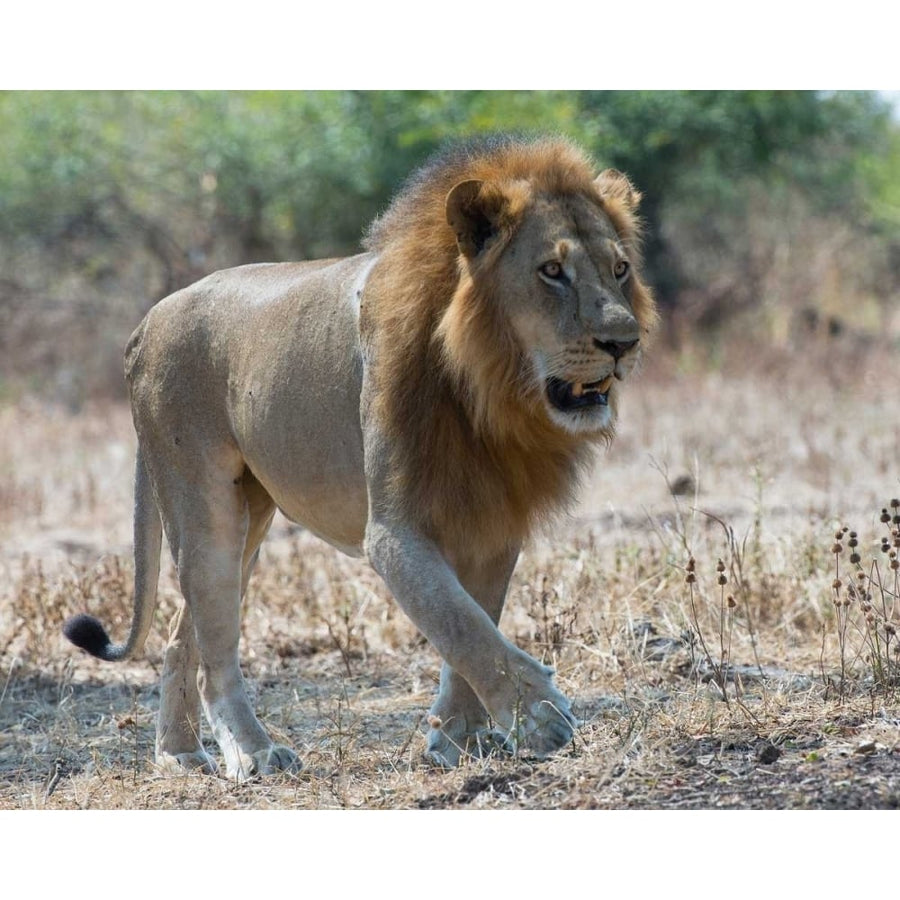 South Luangwa Lion Poster Print by Scott Bennion-VARPDXSN112011DG Image 1