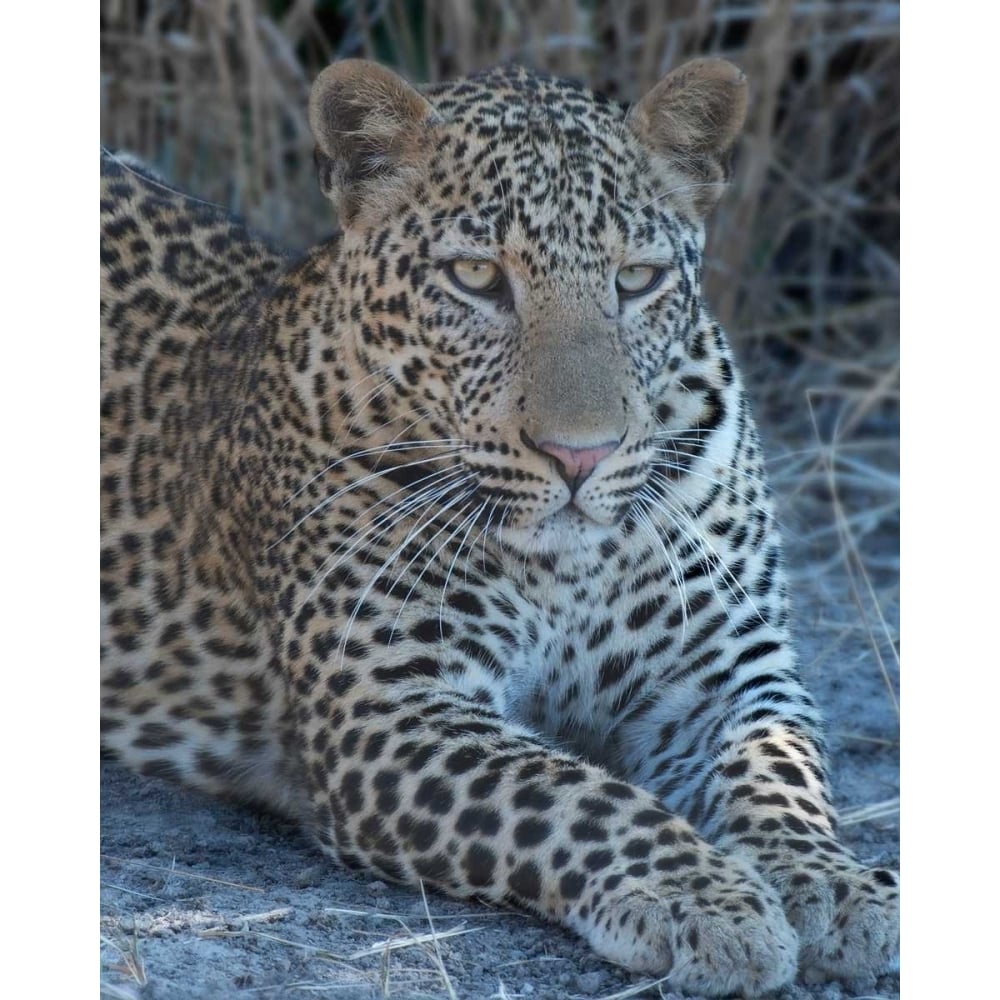 Young Leopard Poster Print by Scott Bennion-VARPDXSN112030DG Image 1