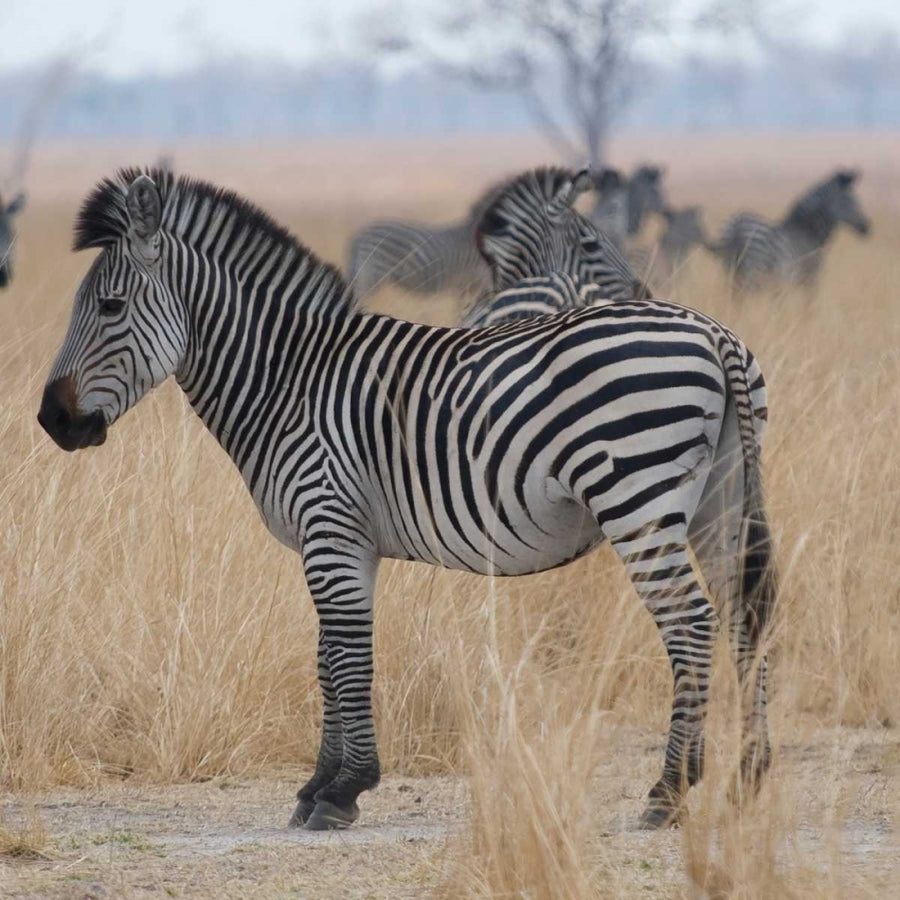 Zebras at a Glance Poster Print by Scott Bennion-VARPDXSN112034DG Image 1