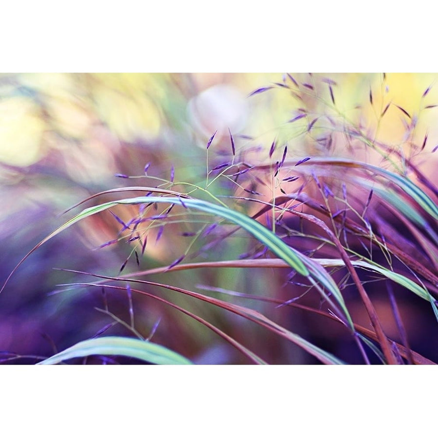 Purple grass by Sylvia Cook-VARPDXSO008A Image 1