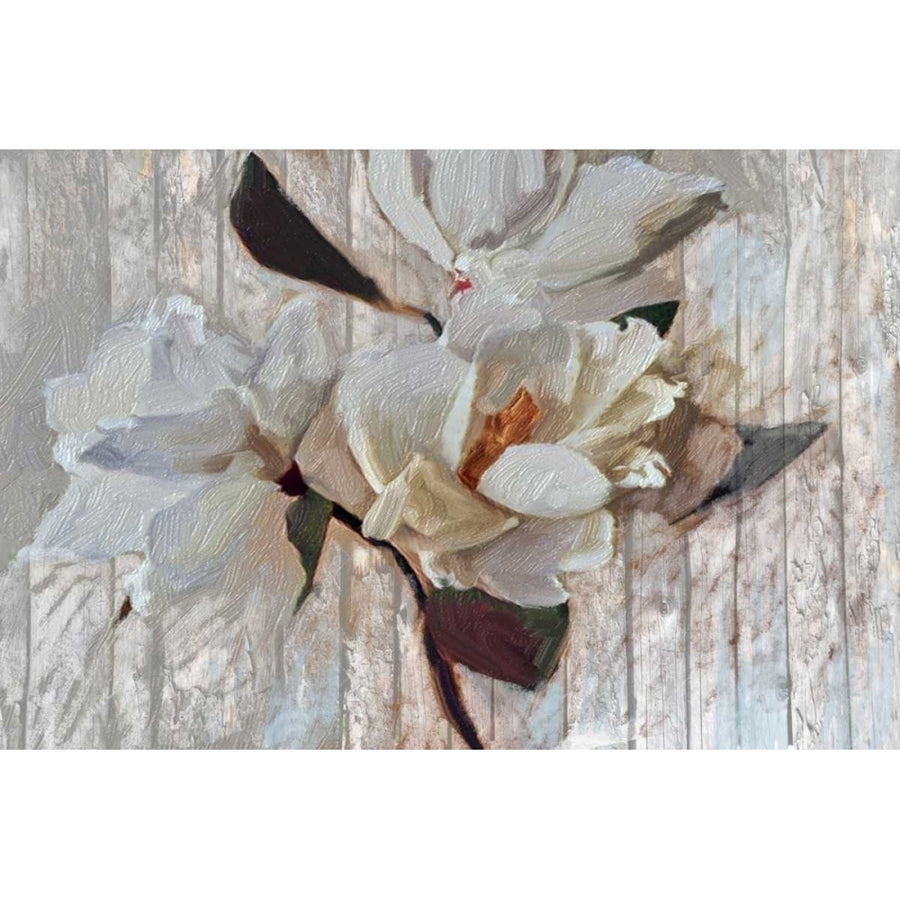 Magnolia1 Poster Print by Sarah Butcher-VARPDXSRRC046A Image 1