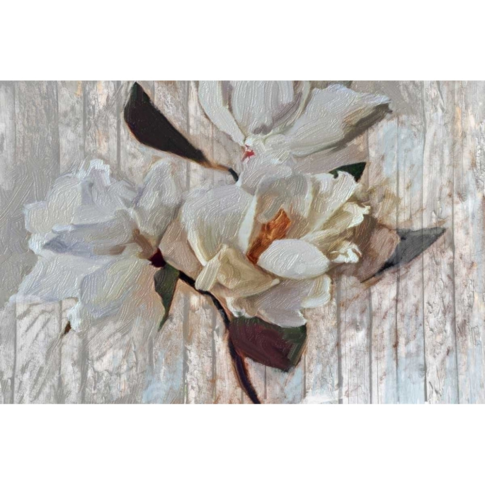 Magnolia1 Poster Print by Sarah Butcher-VARPDXSRRC046A Image 2