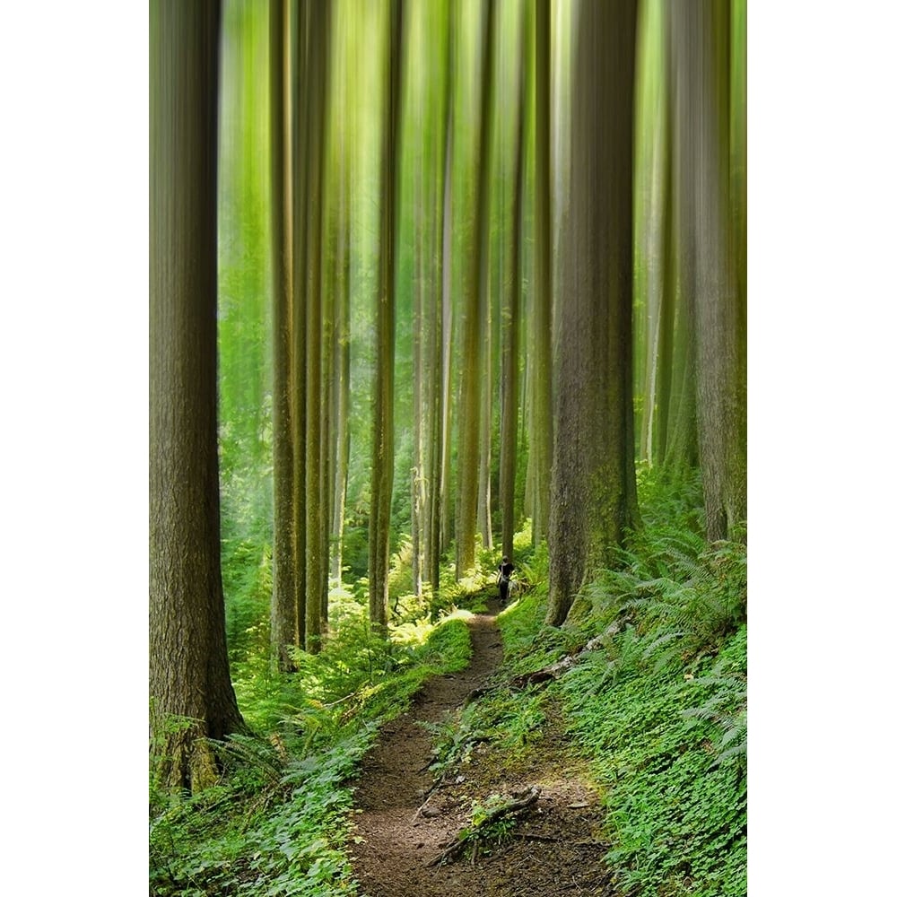 Enchanted Forest Poster Print - Don Schwartz-VARPDXSS019A Image 1