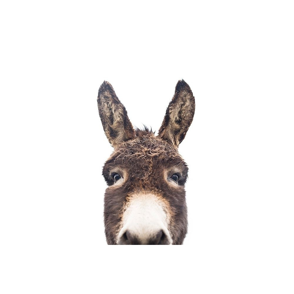 Peeking Donkey Poster Print - and Seb Sisi-VARPDXSS0258 Image 1