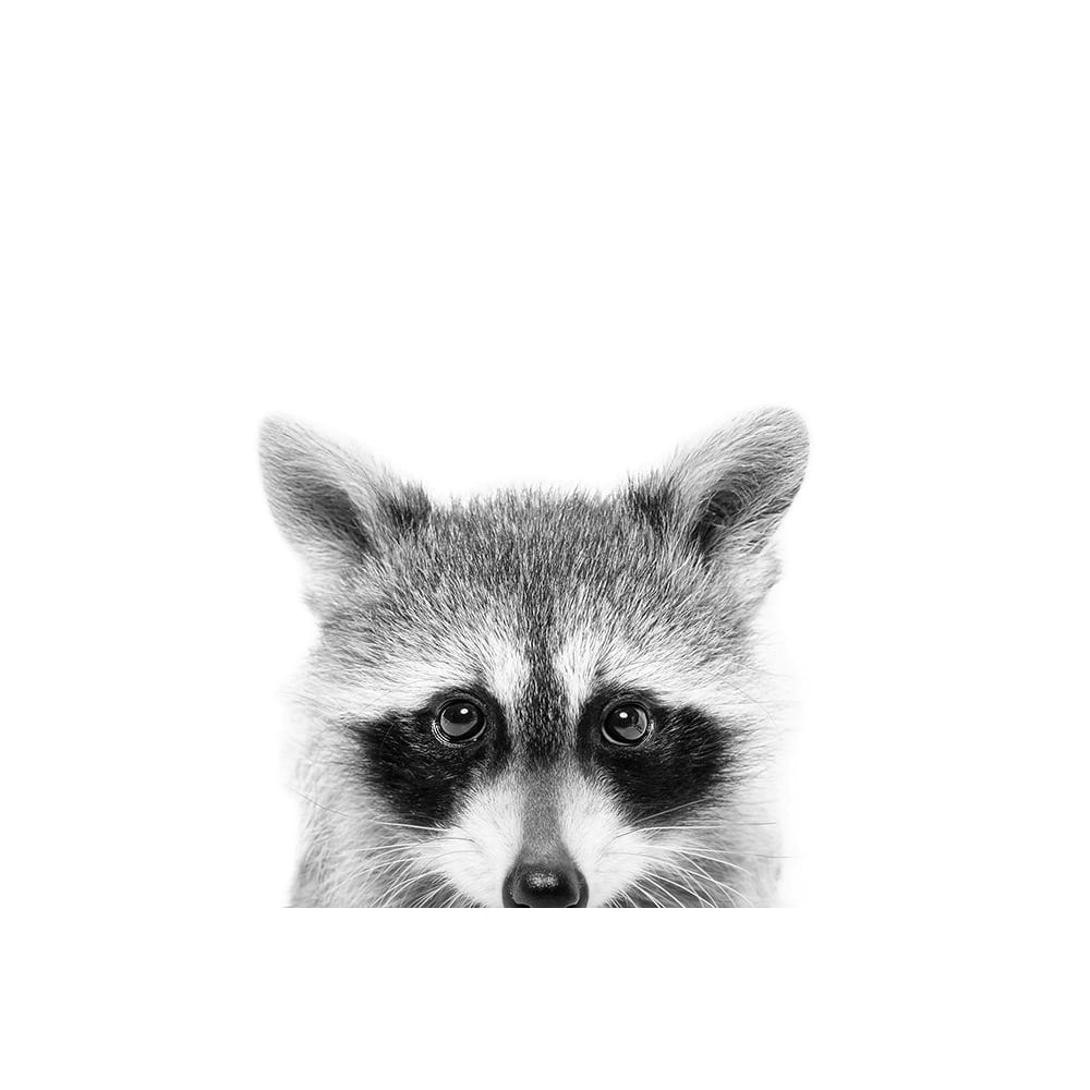 Peeking Raccoon Poster Print - and Seb Sisi-VARPDXSS0264 Image 1