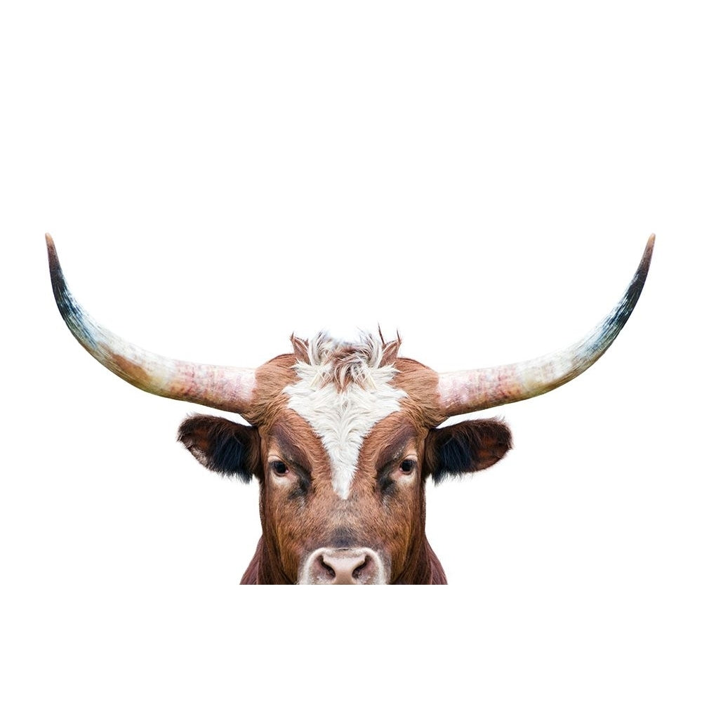 Peeking Longhorn Poster Print - and Seb Sisi-VARPDXSS0263 Image 1