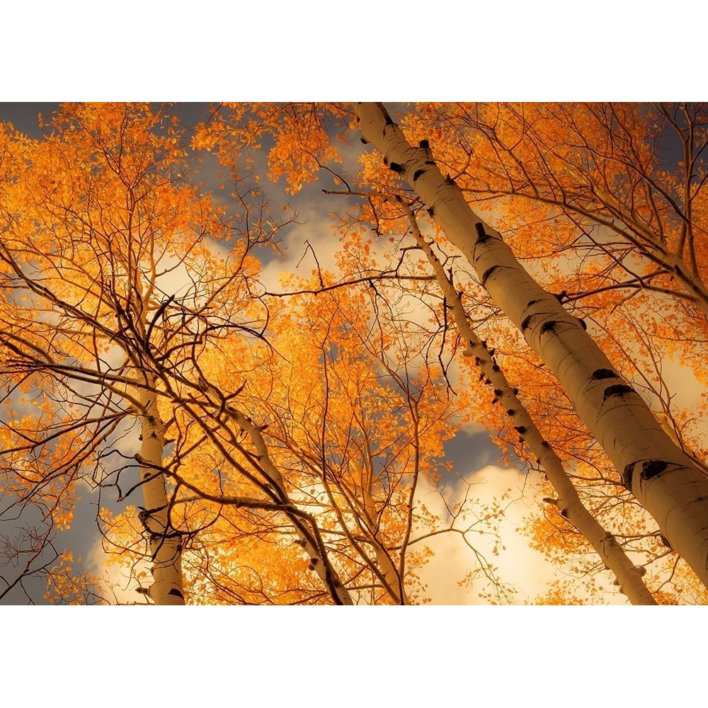 Towering Aspens Poster Print by Don Schwartz-VARPDXSS043A Image 1