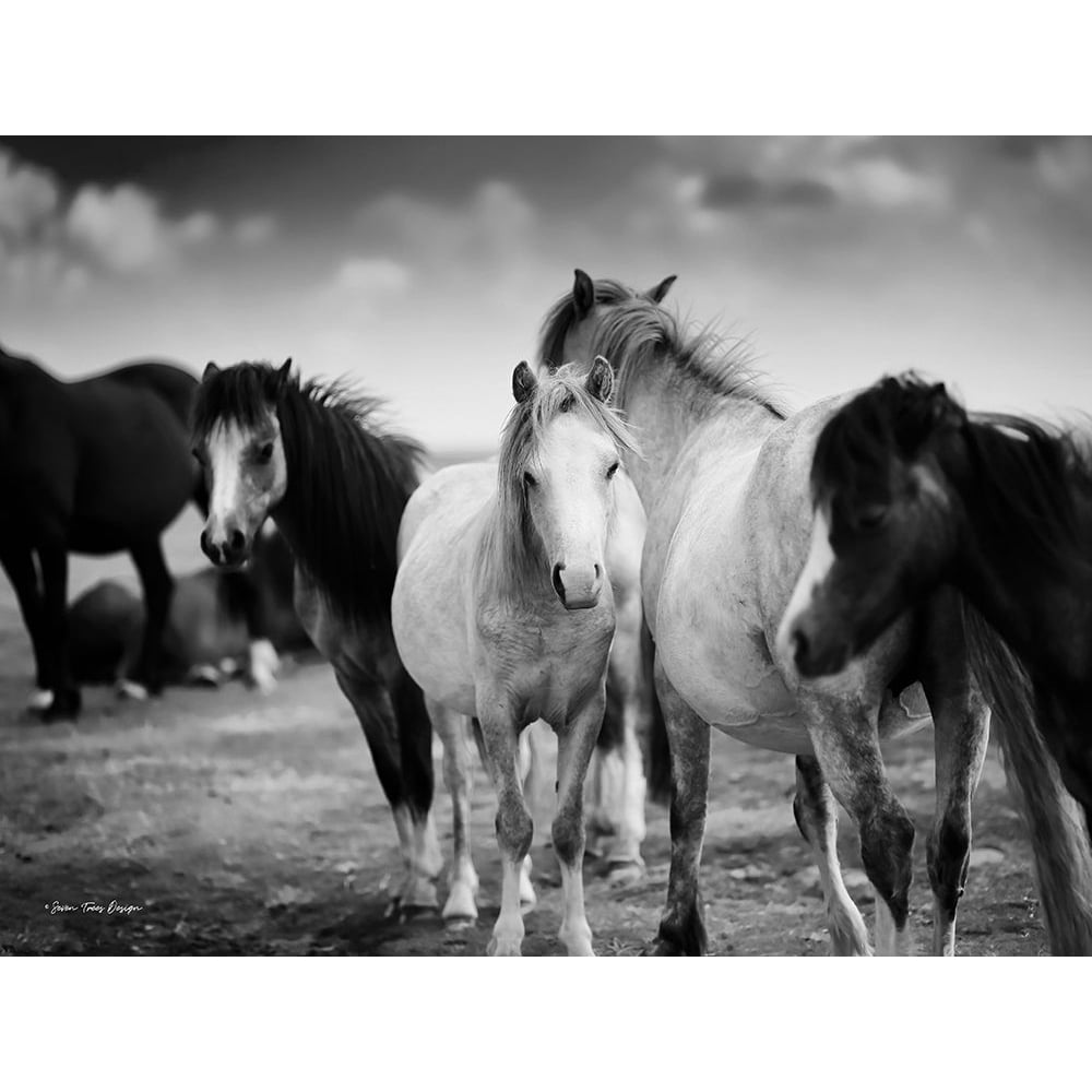 Black and White Horses Poster Print by Seven Trees Design Seven Trees Design-VARPDXST686 Image 1