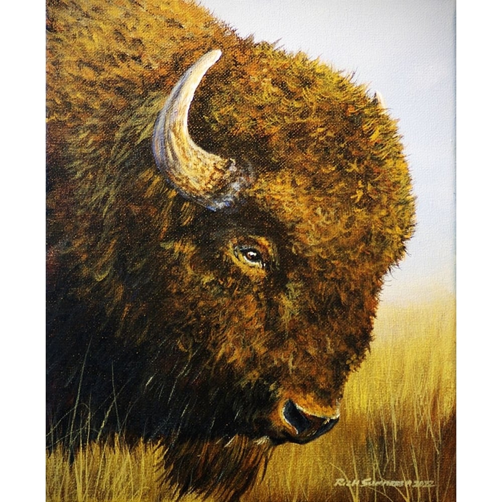 Buffalo Poster Print - Richard Summers-VARPDXSUM001 Image 1