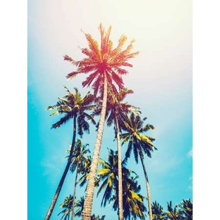 Palms in the Sun Poster Print by Tai Prints-VARPDXT533D Image 1