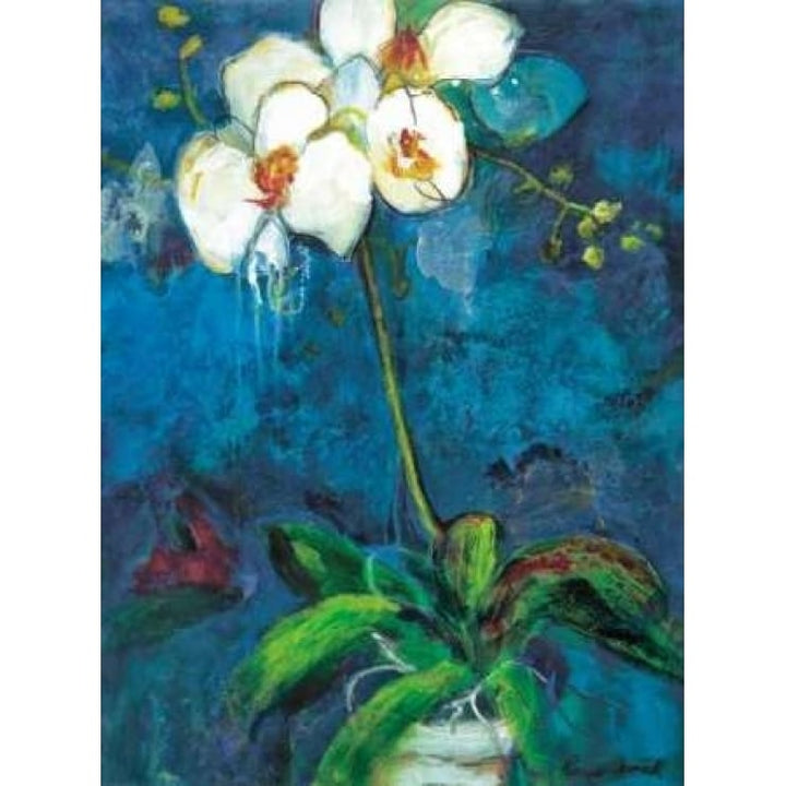 Phalaenopsis I Poster Print by Connie Tunick-VARPDXTCP146 Image 1