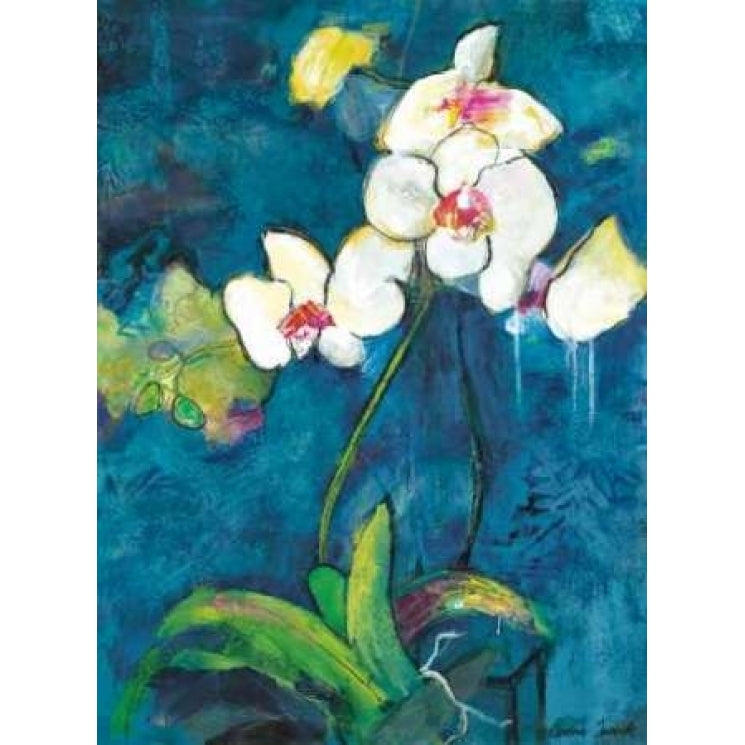 Phalaenopsis II Poster Print by Connie Tunick-VARPDXTCP147 Image 1