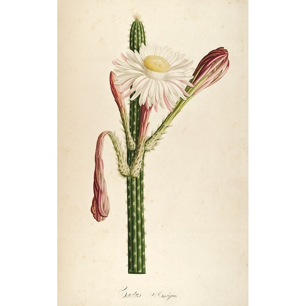 Cactus Ambiguus Poster Print by Tina Carlson-VARPDXTCRC192D Image 1