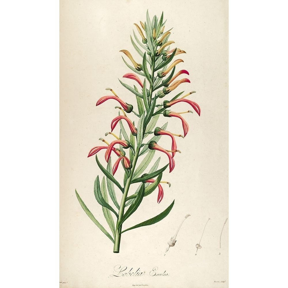 Lobelia Excelsa Poster Print by Tina Carlson-VARPDXTCRC192B Image 1