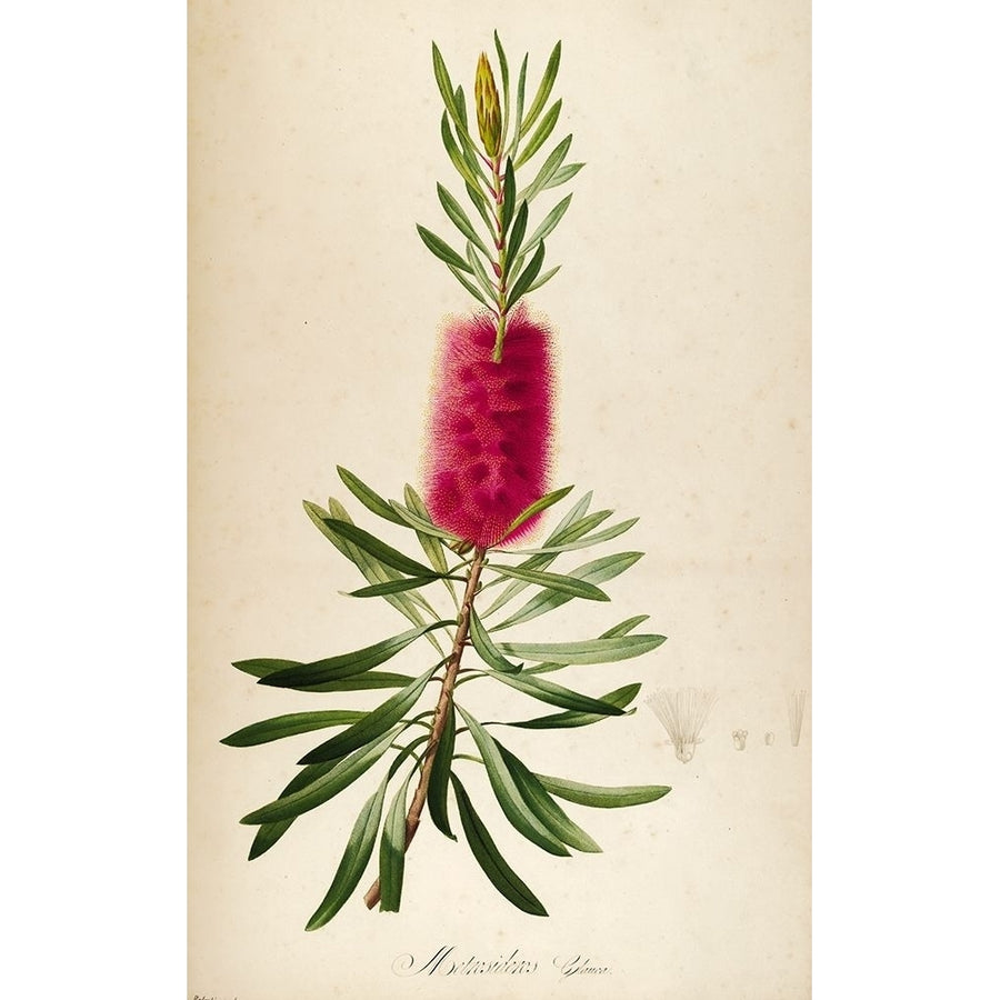 Bottle Brush Poster Print by Tina Carlson-VARPDXTCRC192A Image 1