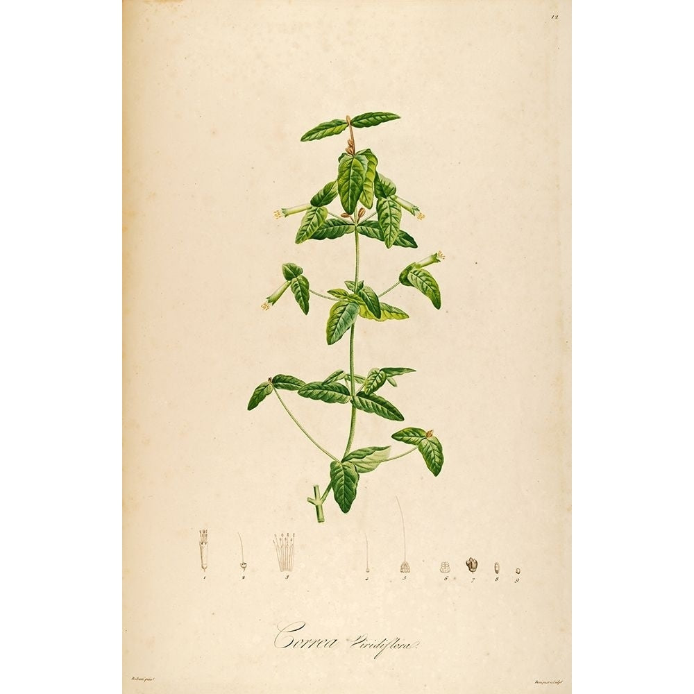 VintageBotanical 192 Poster Print by Tracey Telik-VARPDXTCRC190C Image 1