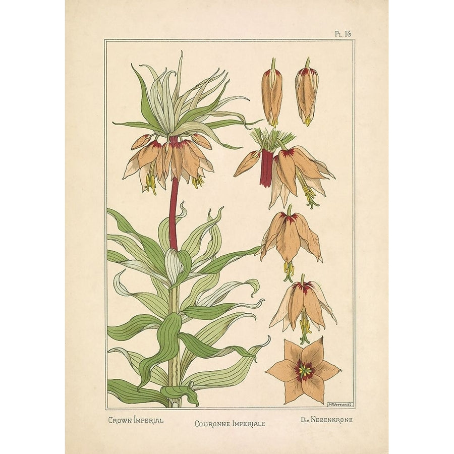 Crown Imperial Poster Print by Tina Carlson-VARPDXTCRC193B Image 1