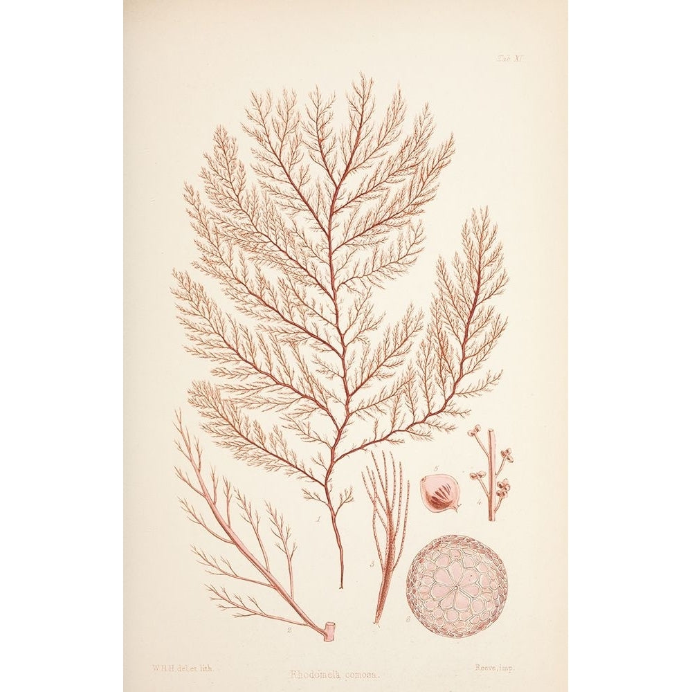 Rodomela Coral Poster Print by Tina Carlson-VARPDXTCRC194B Image 1