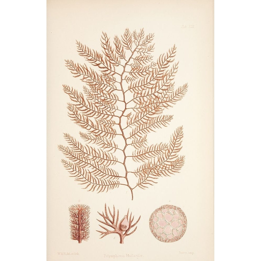 Polysiphonia Coral Poster Print by Tina Carlson-VARPDXTCRC194A Image 1