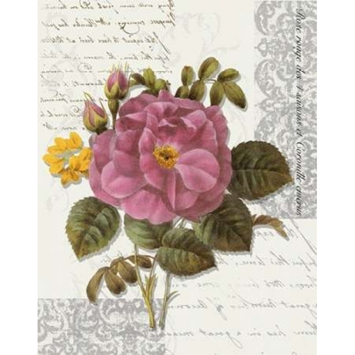 Rose On Scroll II Poster Print by Taylor Greene-VARPDXTGRC024B Image 1