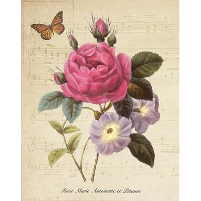 Rose Superb II Poster Print by Taylor Greene-VARPDXTGRC023B Image 1