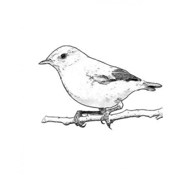 Sketch Bird I Poster Print by Taylor Greene-VARPDXTGRC073A Image 1