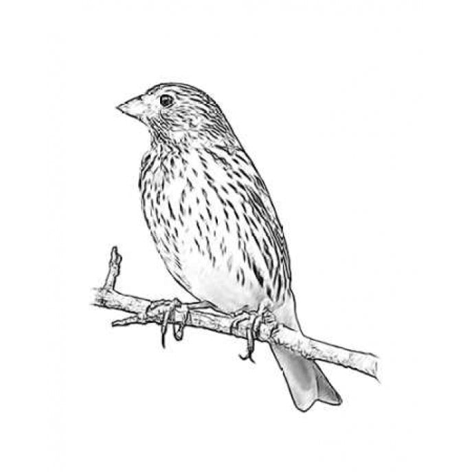 Sketch Bird II Poster Print by Taylor Greene-VARPDXTGRC073B Image 2