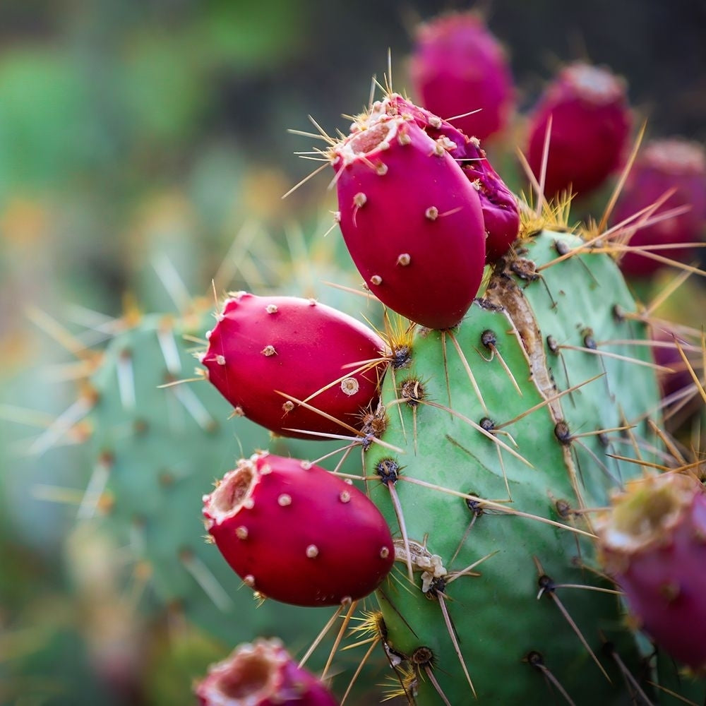 Prickly Pear Cactus Poster Print - Tina Lavoie-VARPDXTINLAV252023 Image 1