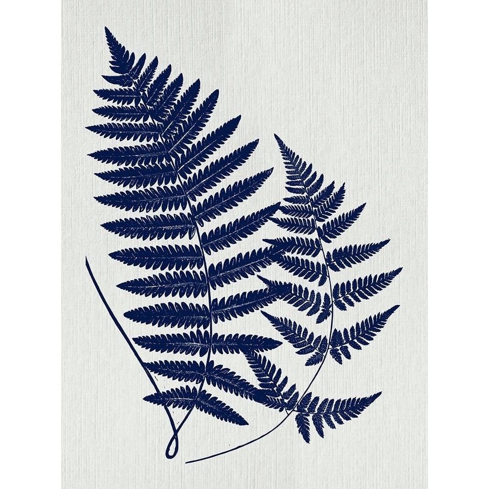 Indigo Fern Botanical II Poster Print - Tina Lavoie-VARPDXTINLAV264618 Image 1