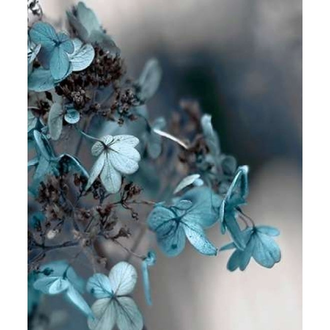 Blue Hydrangea Poster Print by Tracey Telik-VARPDXTKRC117A Image 1