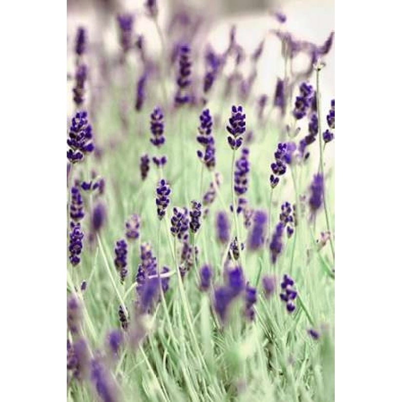 Lavenders In the Field Poster Print by Tracey Telik-VARPDXTKRC123A Image 2