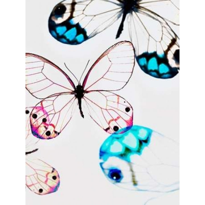 Glasswings Poster Print by Tracey Telik-VARPDXTKRC143 Image 2