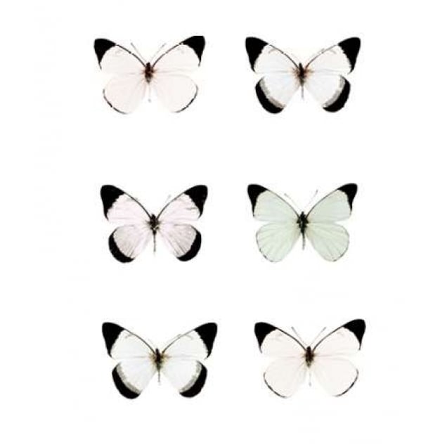 Pale Butterflies 6 Poster Print by Tracey Telik-VARPDXTKSQ055B Image 2