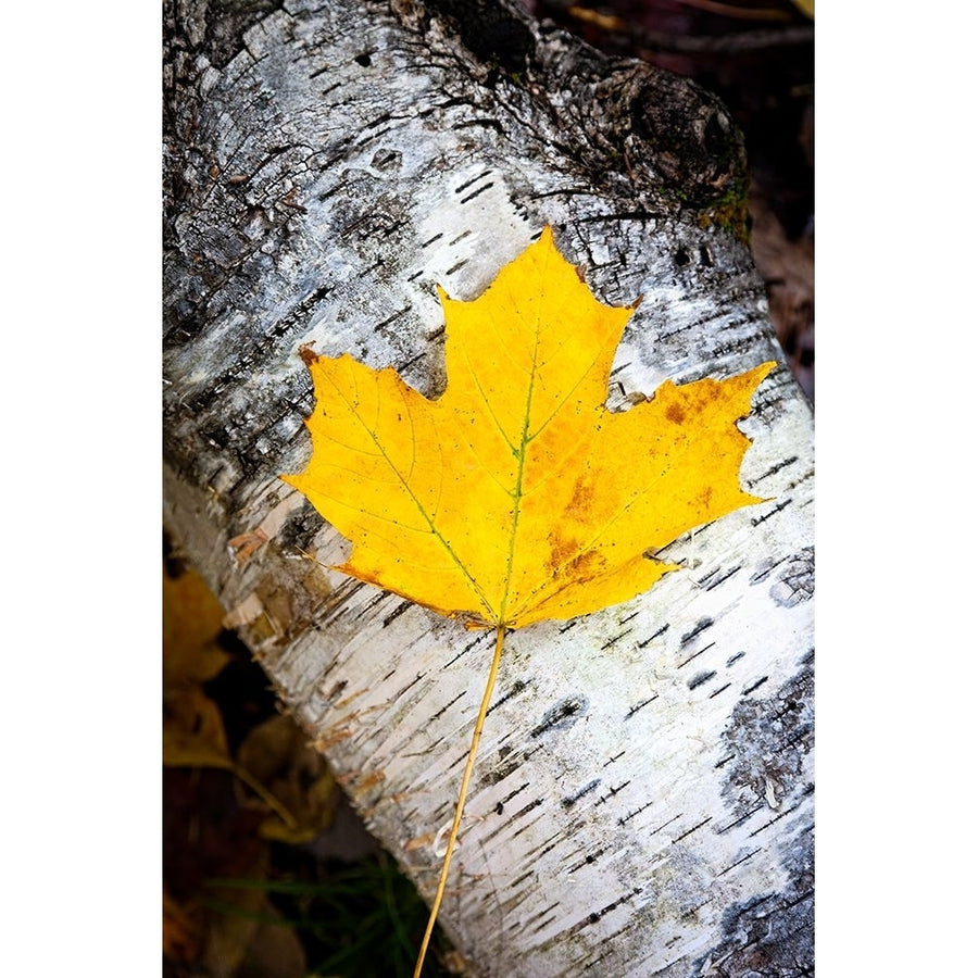 Birch Fall Poster Print - Chris Tennant-VARPDXTN033A Image 1