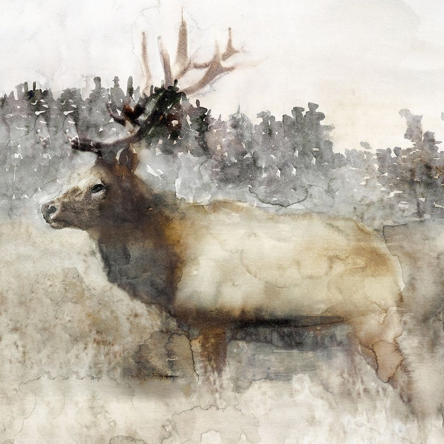 Mountain Elk II by Stellar Design Studio-VARPDXTV114A Image 1