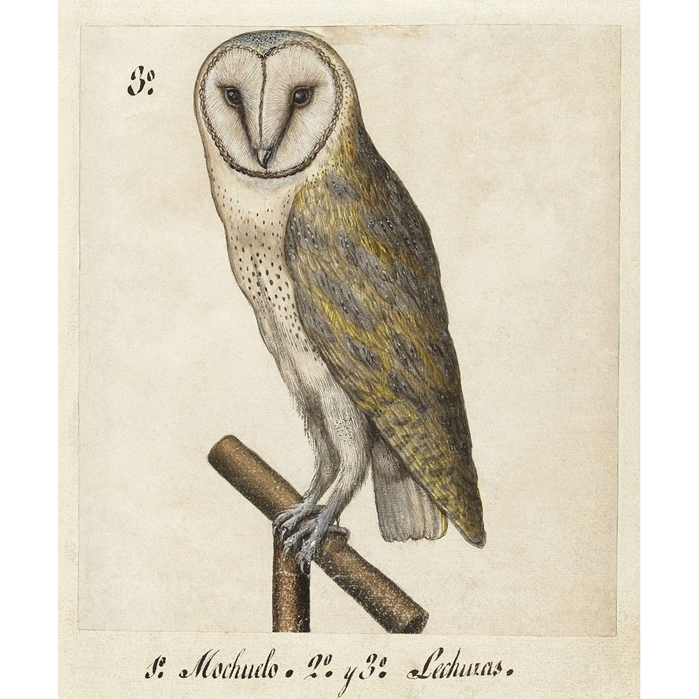 Barn Owl 1560-1585 Poster Print by Unknown Unknown-VARPDXU690D Image 1