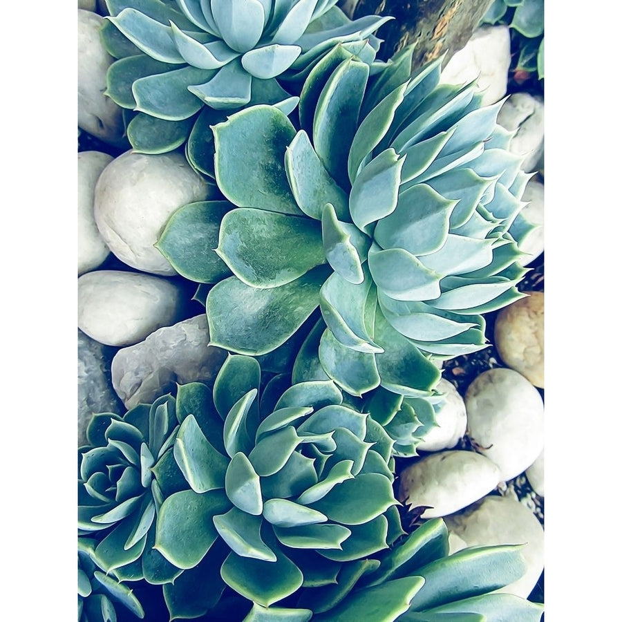 Succulents no words Poster Print by Urban Epiphany Urban Epiphany-VARPDXUERC013B1 Image 1