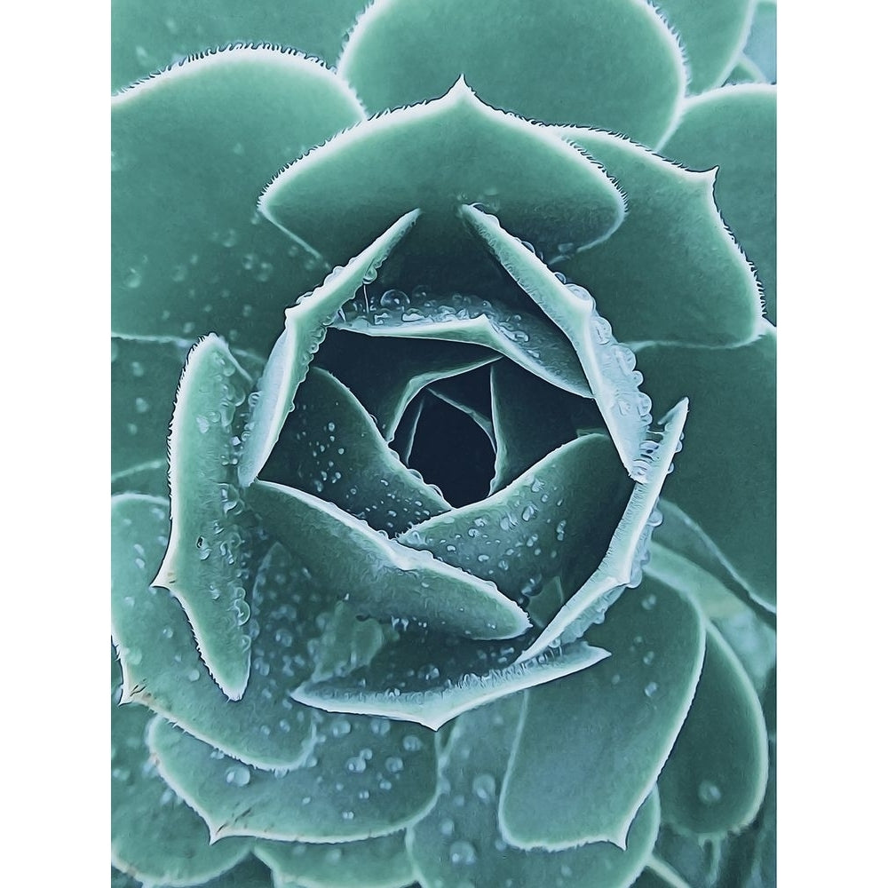 Succulent with Dew 1 Poster Print by Urban Epiphany Urban Epiphany-VARPDXUERC013C Image 1