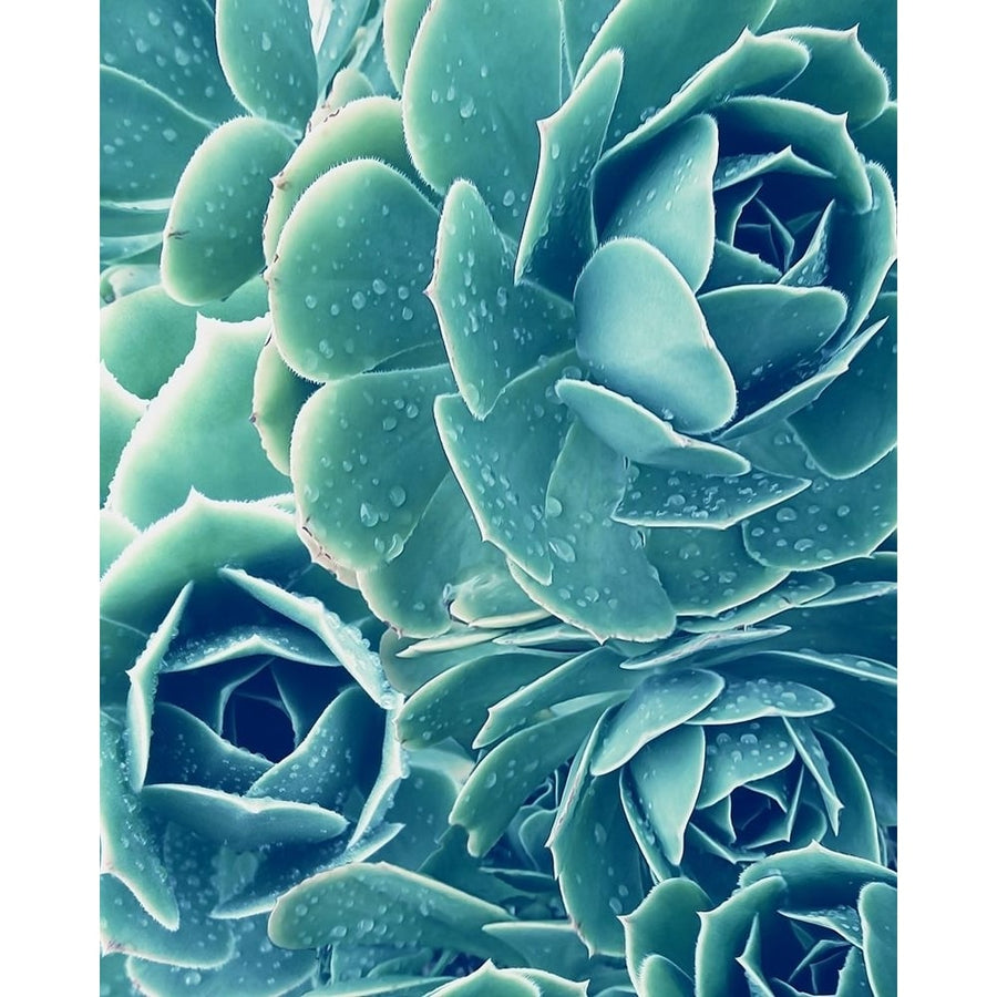 Succulent with Dew 2 Poster Print by Urban Epiphany Urban Epiphany-VARPDXUERC013D Image 1