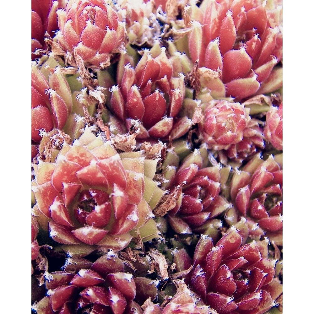 Red Succulents Born 1 Poster Print by Urban Epiphany Urban Epiphany-VARPDXUERC014A Image 1