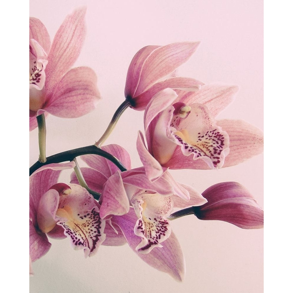 Pink Orchids Poster Print by Urban Epiphany Urban Epiphany-VARPDXUERC015D Image 1