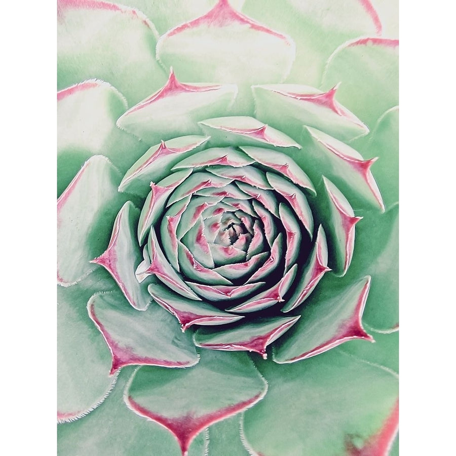 Succulent Red Tips Poster Print by Urban Epiphany Urban Epiphany-VARPDXUERC013E Image 1