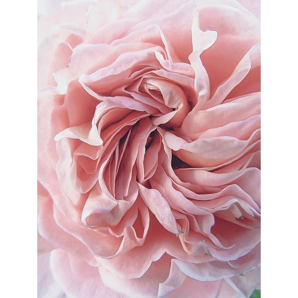 Rose Poster Print by Urban Epiphany Urban Epiphany-VARPDXUERC015A Image 1