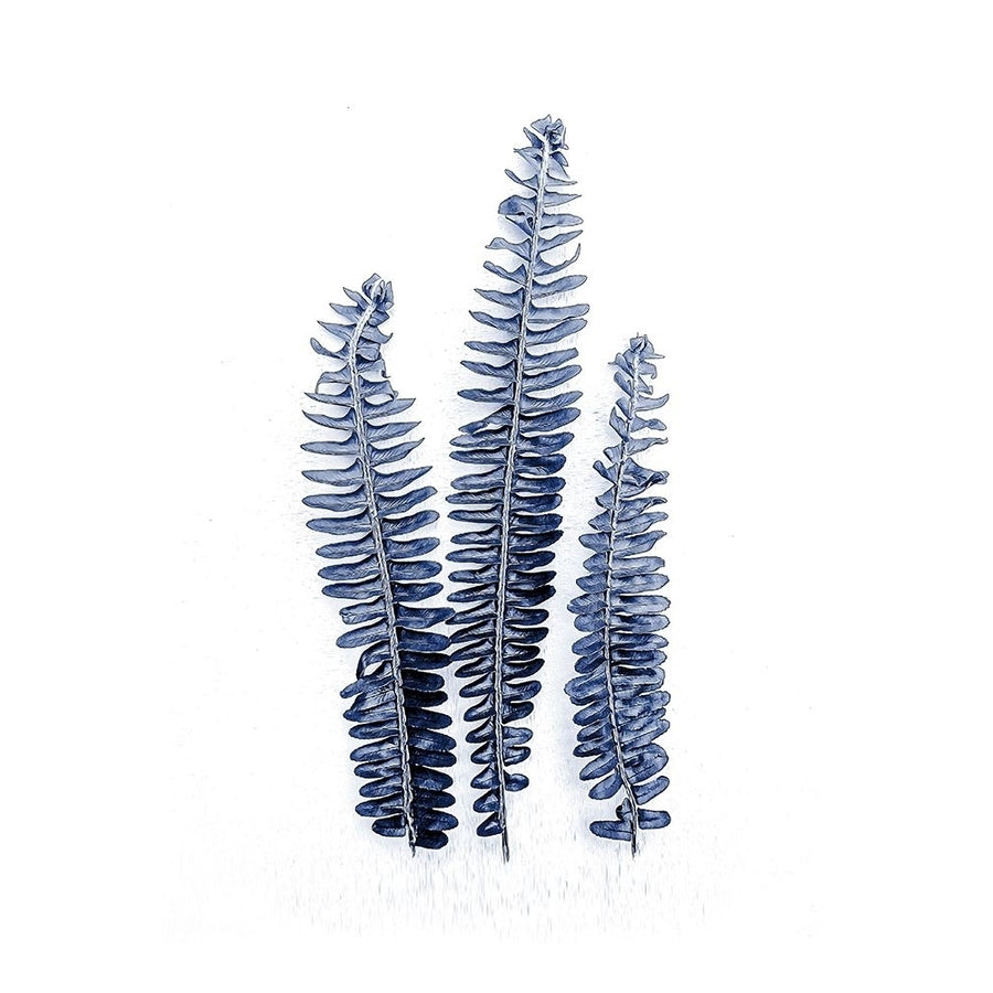 Fern Fronds Navy Poster Print by Urban Epiphany Urban Epiphany-VARPDXUERC031A Image 1